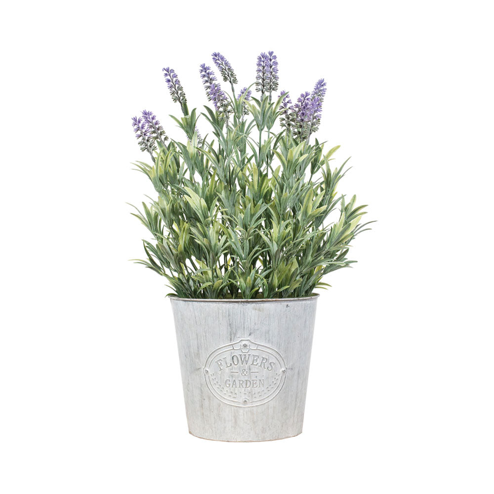 Lavanda 58 cm