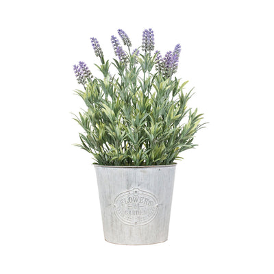 Lavanda 58 cm