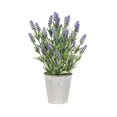 Lavanda 46 cm