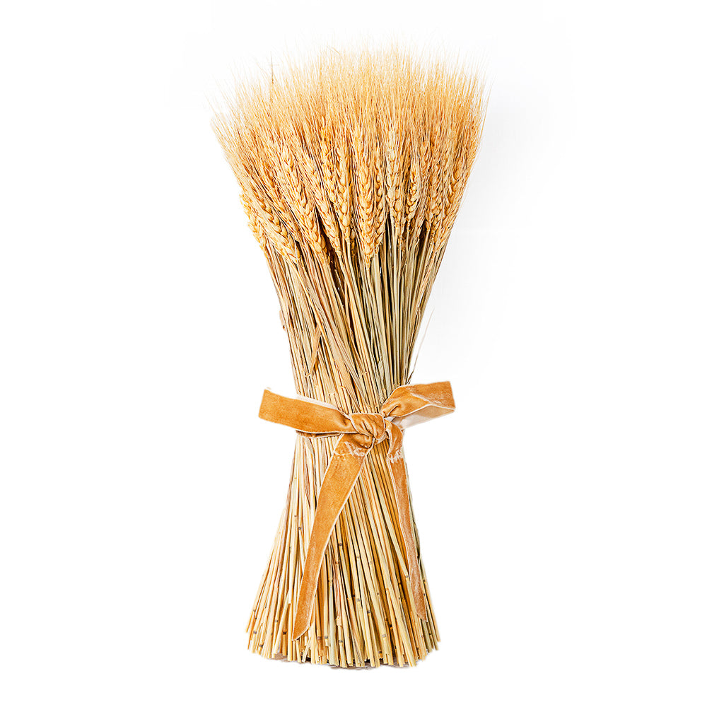 Trigo seco con cinta 48 cm