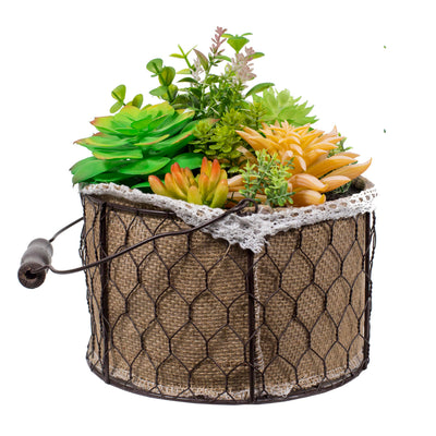 Suculentas mixtas en canasto M