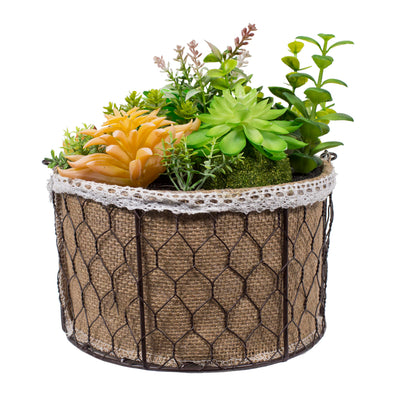 Suculentas mixtas en canasto M