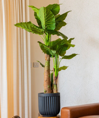 Manto de eva  135 cm