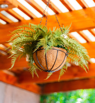 Helecho Colgante Sabina 55 CM, Con Filtro UV