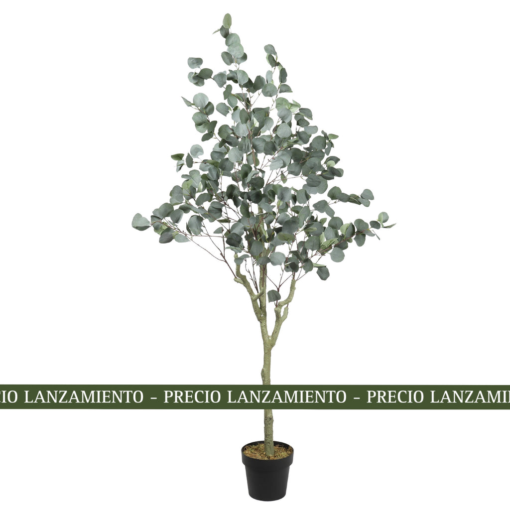 Eucaliptus 180 cm