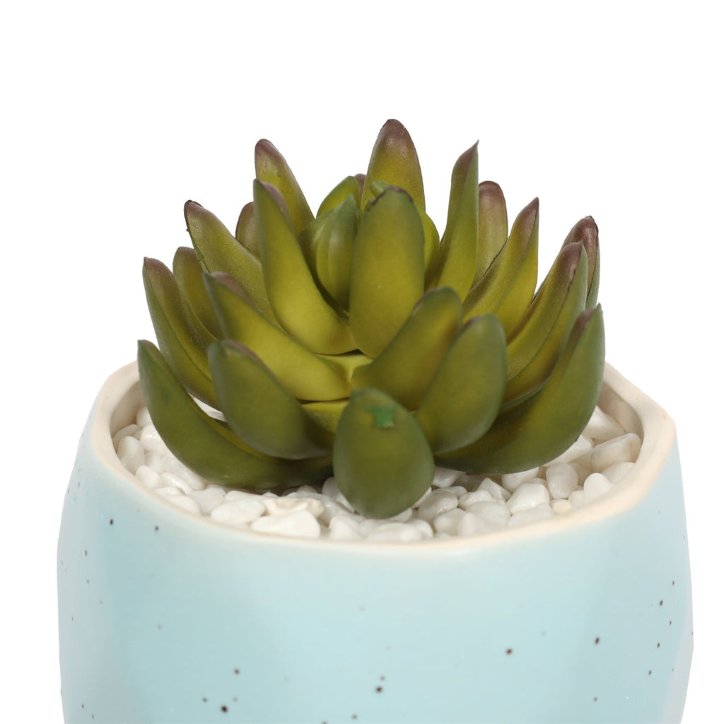 Suculenta En Macetero Celeste 13 Cm