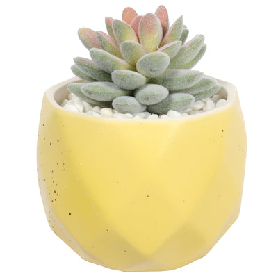 Suculenta macetero amarillo 13 cm