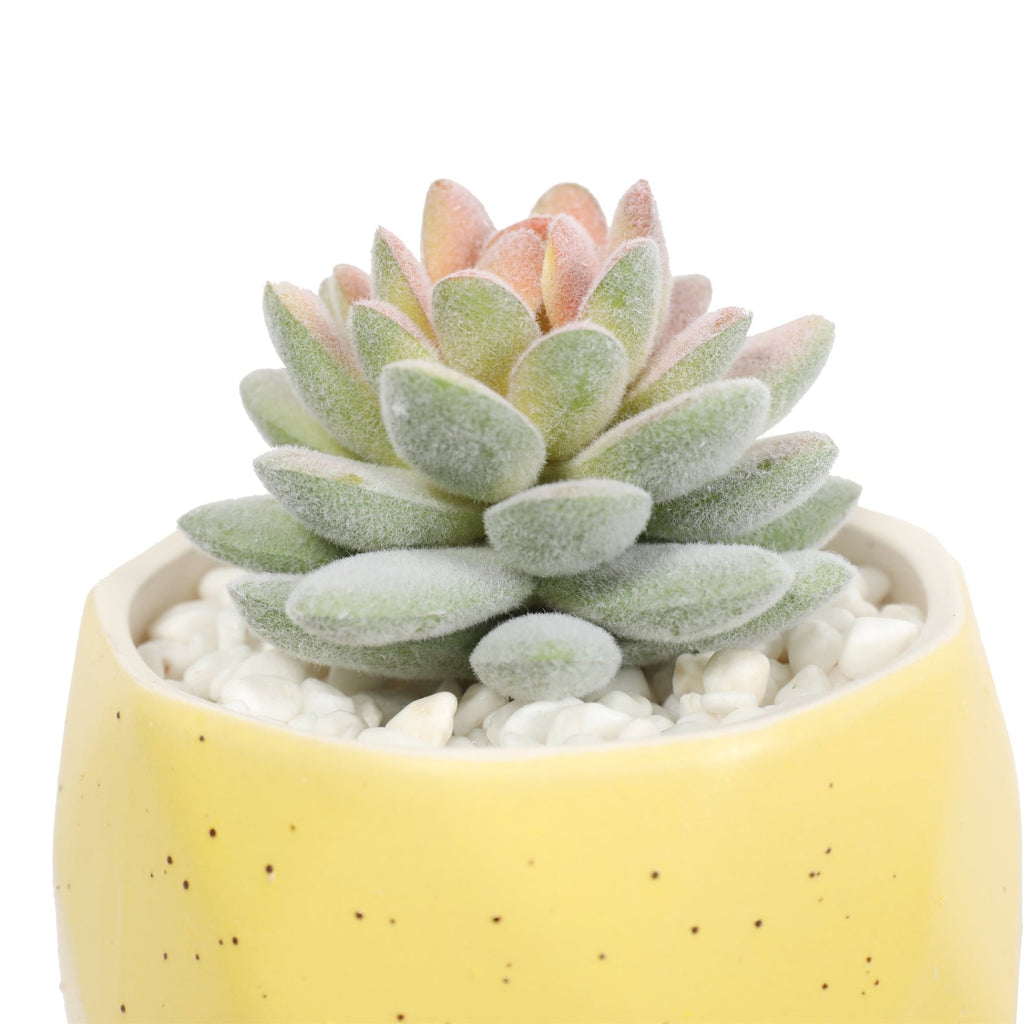 Suculenta macetero amarillo 13 cm