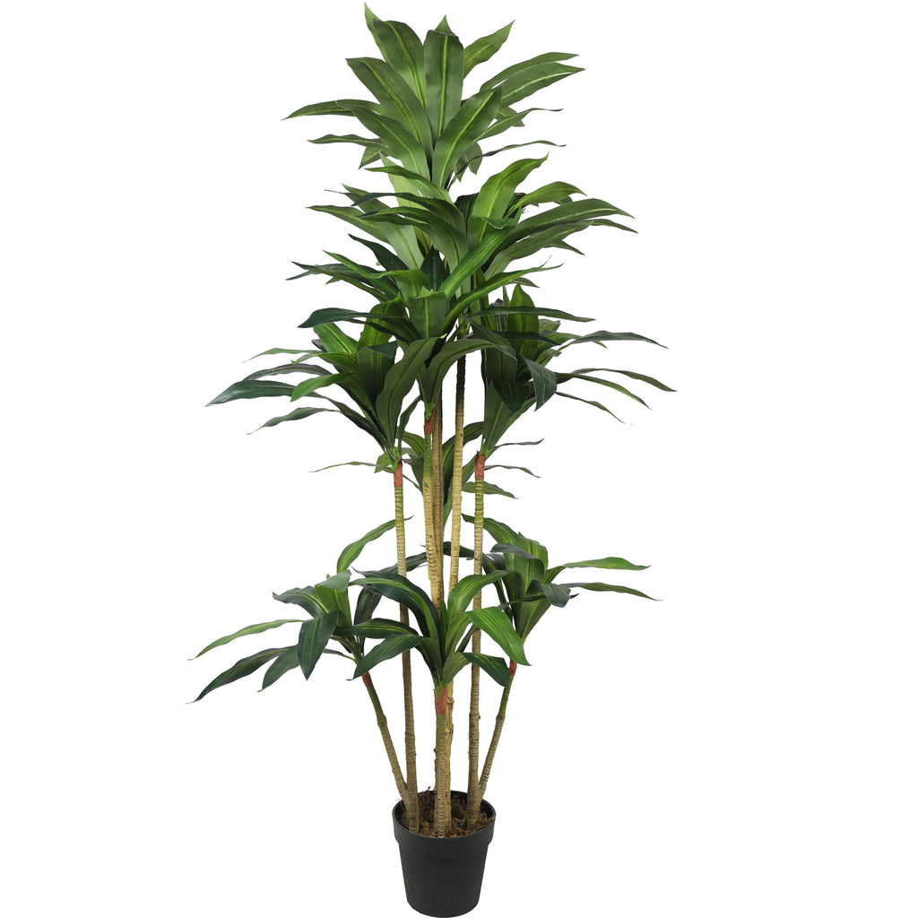 Dracaena 170 cm