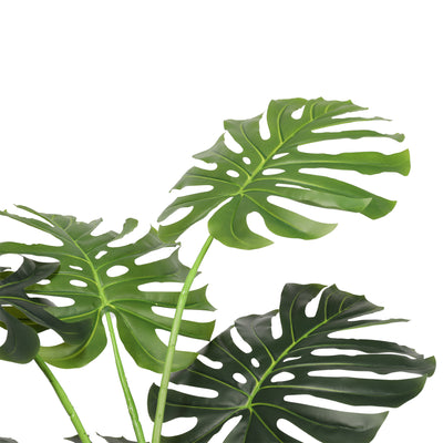 Monstera 165 cm