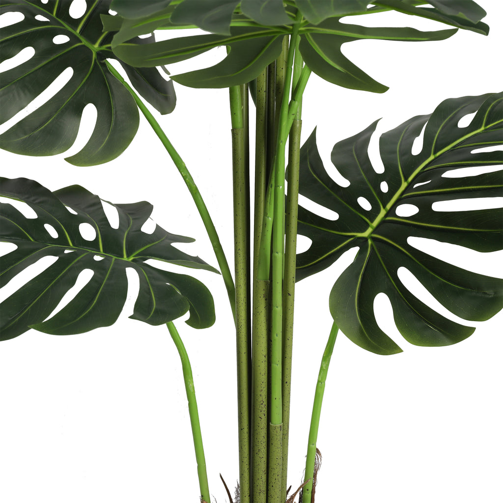 Monstera 165 cm