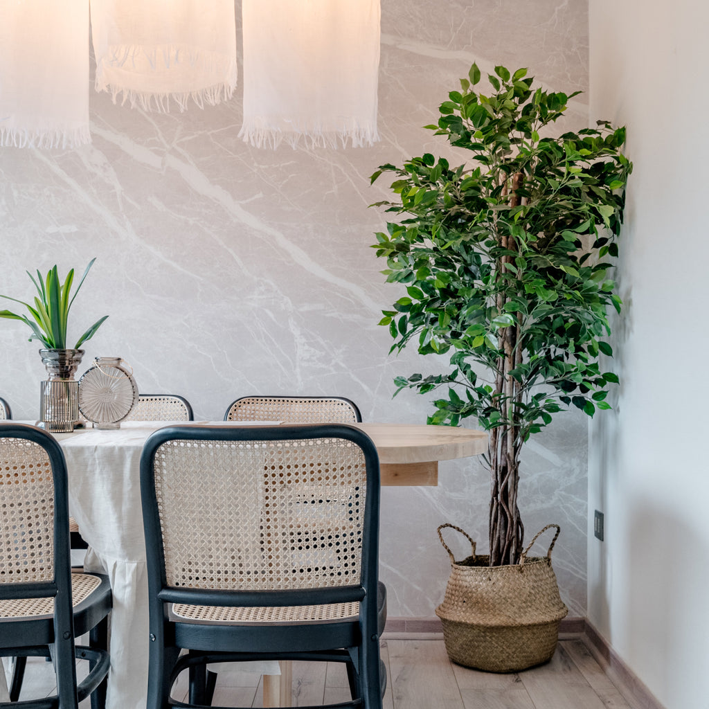 Ficus Premium 180 cm