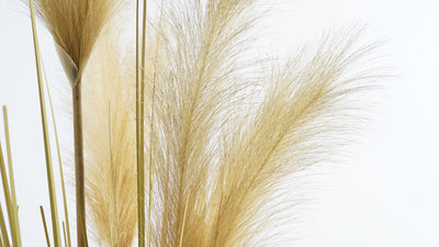 Grass amarillo Cola de zorro 120 cm