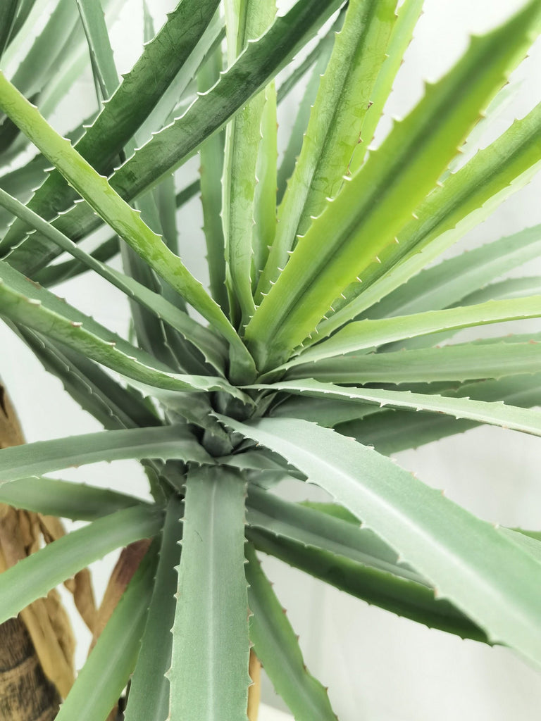Aloe vera 150 cm