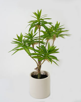 Dracaena macetero 86 cm