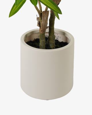 Dracaena macetero 86 cm