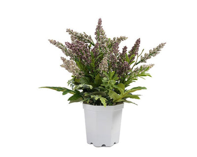 Lavanda macetero Blanco 29 CM