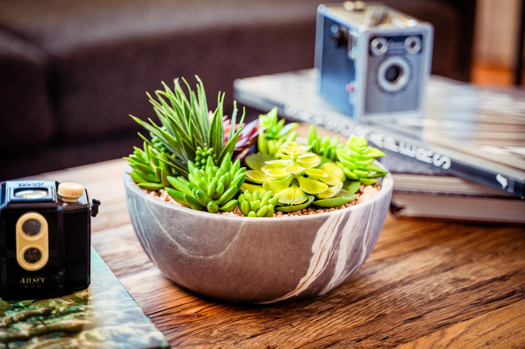 Suculenta Con Macetero Redondo 24 CM