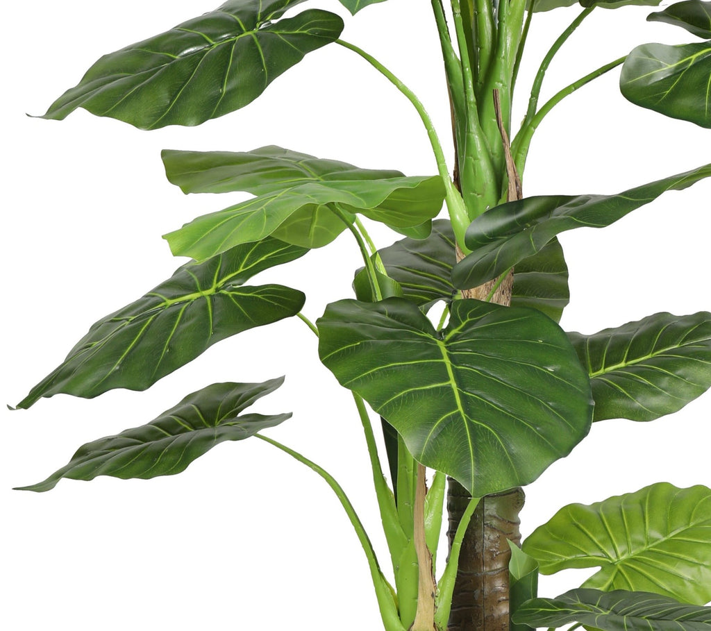 Manto de eva  135 cm