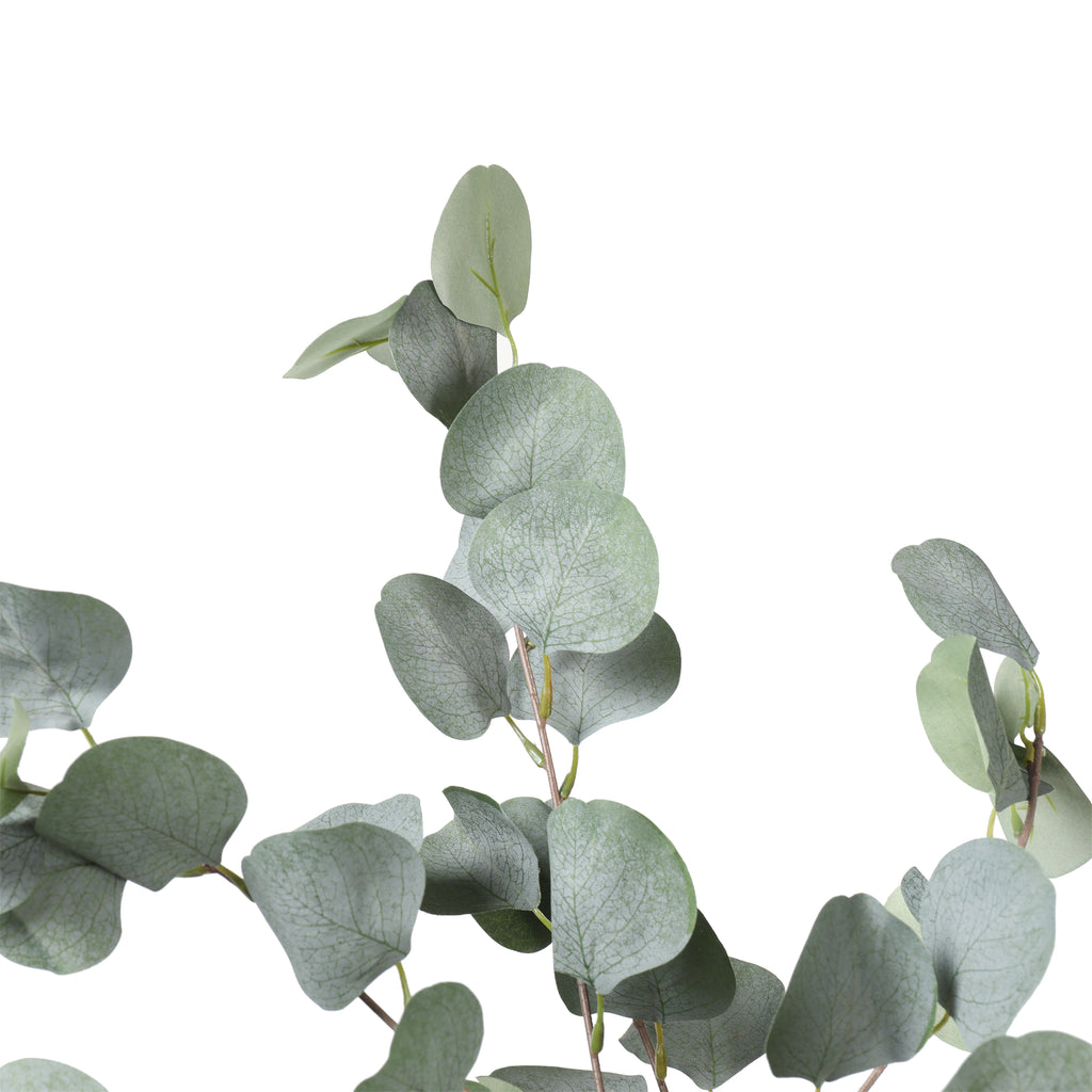 Eucaliptus 180 cm