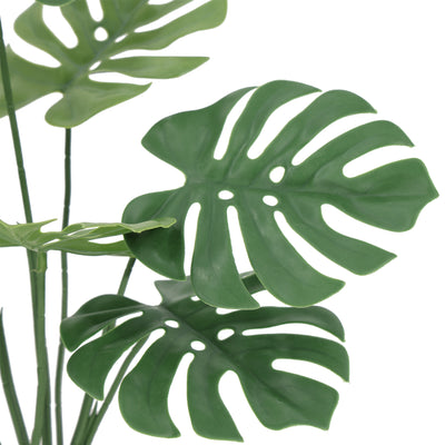 Monstera 60 cm FILTRO UV