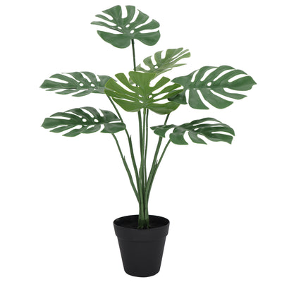 Monstera 60 cm FILTRO UV
