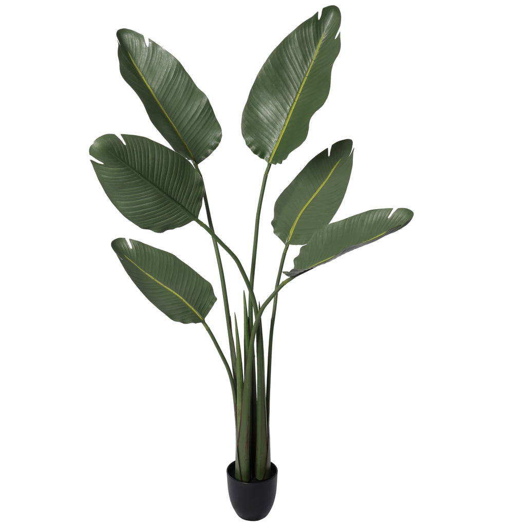 Paradise Bird 140 cm FILTRO UV