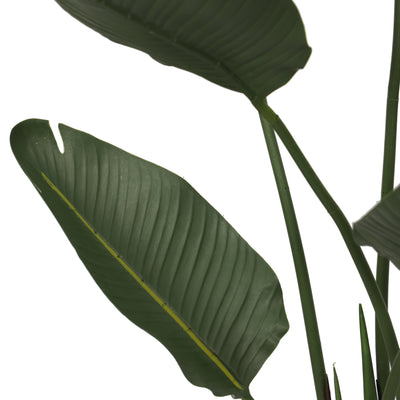 Paradise Bird 140 cm FILTRO UV