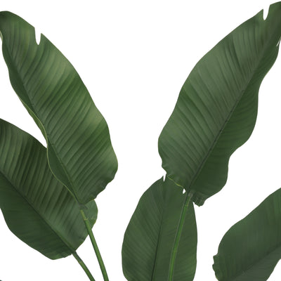 Paradise Bird 150 cm FILTRO UV