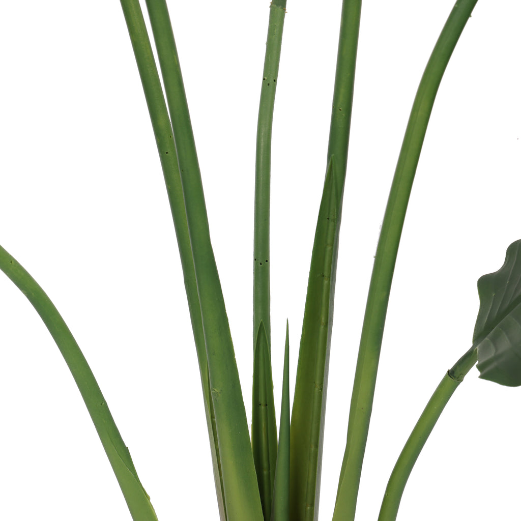 Paradise Bird 150 cm FILTRO UV