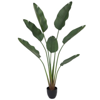 Paradise Bird 150 cm FILTRO UV