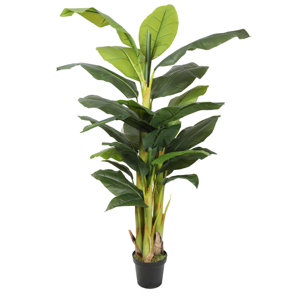 Banano premium 180 cm