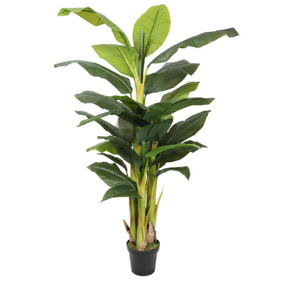 Banano premium 180 cm