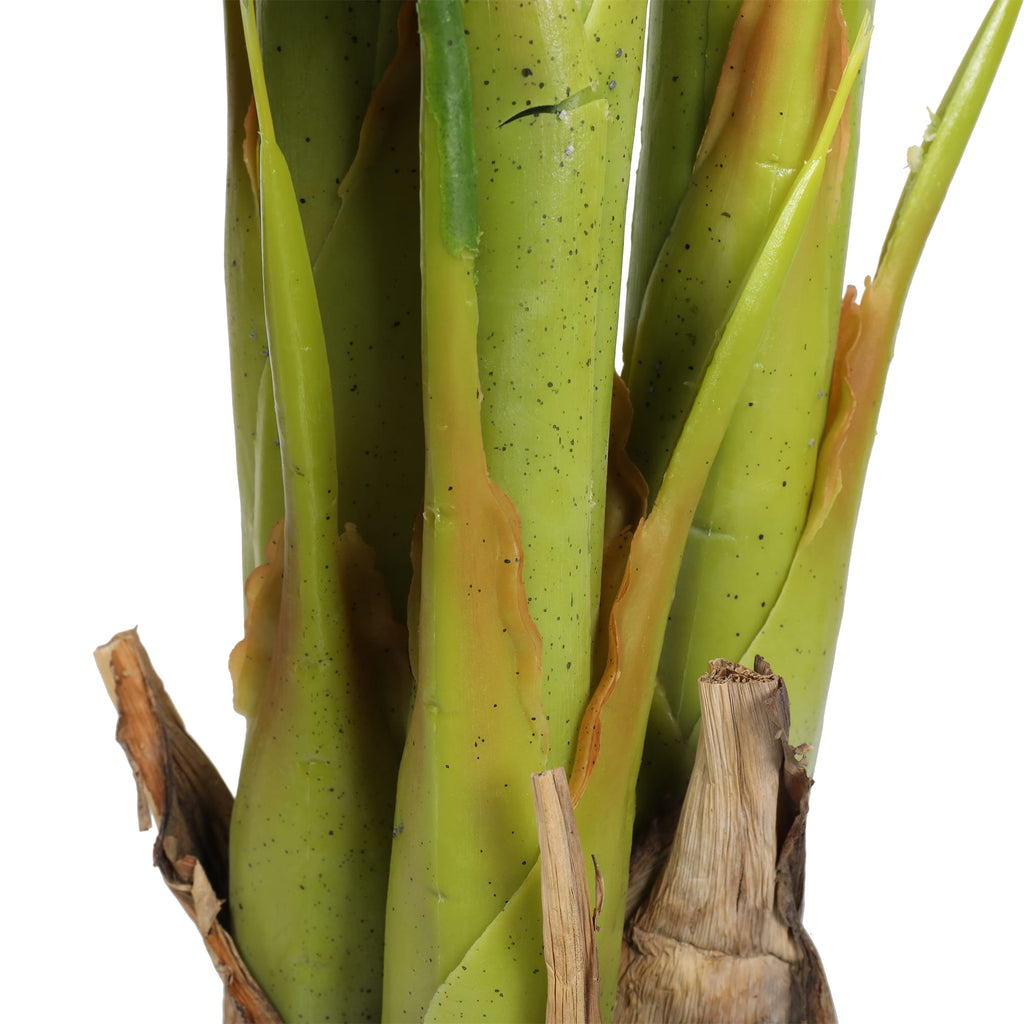 Banano premium 180 cm