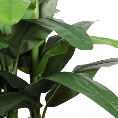 Banano premium tronco verde 180 cm