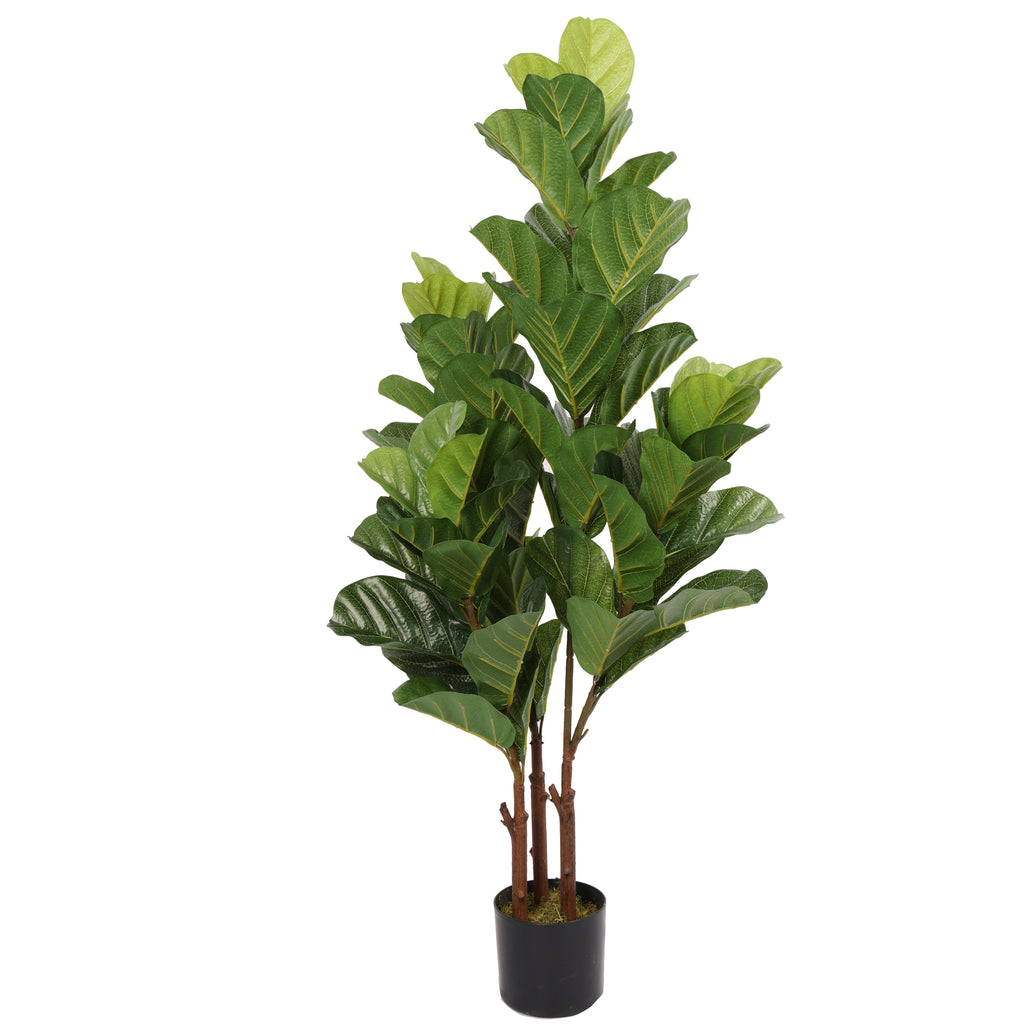 Lyrata 120 cm FILTRO UV