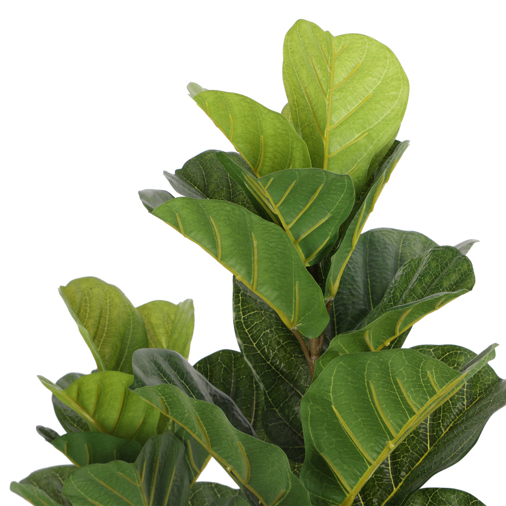 Lyrata 120 cm FILTRO UV