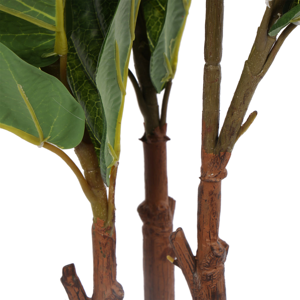 Lyrata 120 cm FILTRO UV