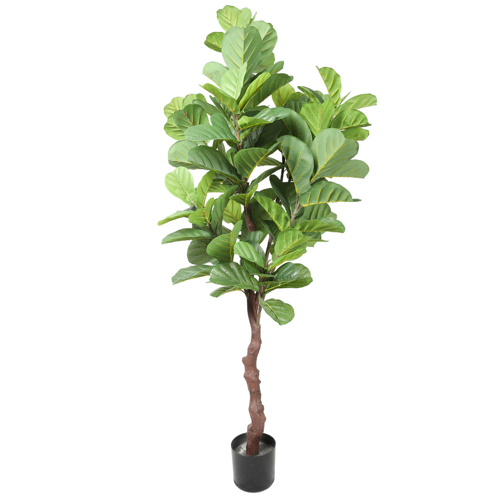 Lyrata 180 cm FILTRO UV