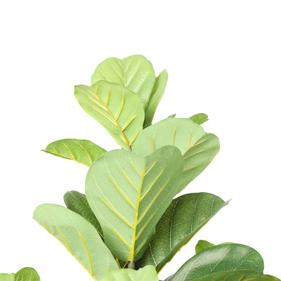 Lyrata 180 cm FILTRO UV