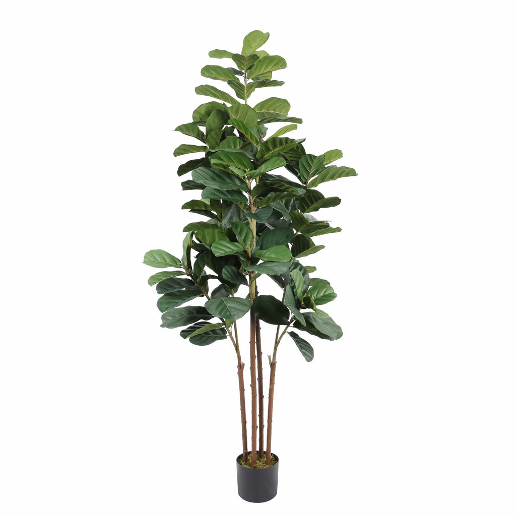 Lyrata 180 cm FILTRO UV
