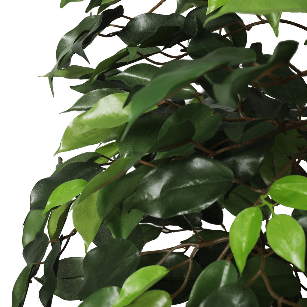 Ficus premium 120 cm