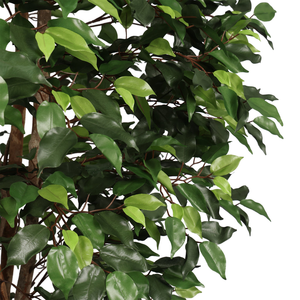 Ficus Premium 210 cm