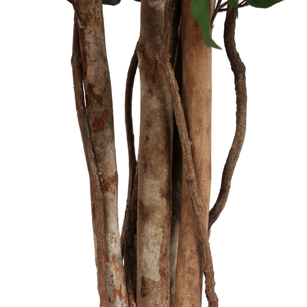 Ficus Premium 210 cm