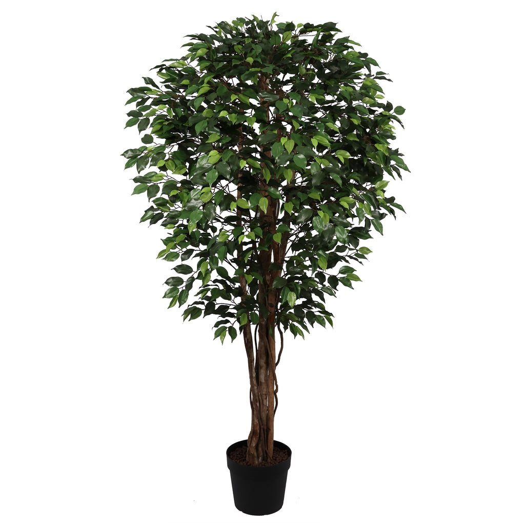 Ficus Premium 210 cm
