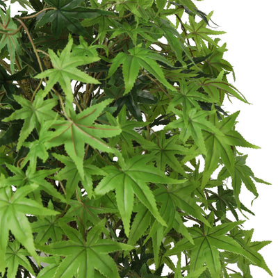 Acer Japonico 125 Cm