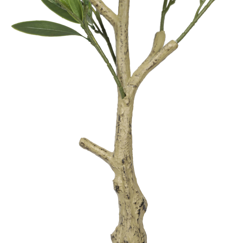 Olivo 90 cm FILTRO UV