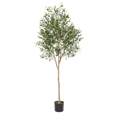 Olivo Premium 180 cm FILTRO UV