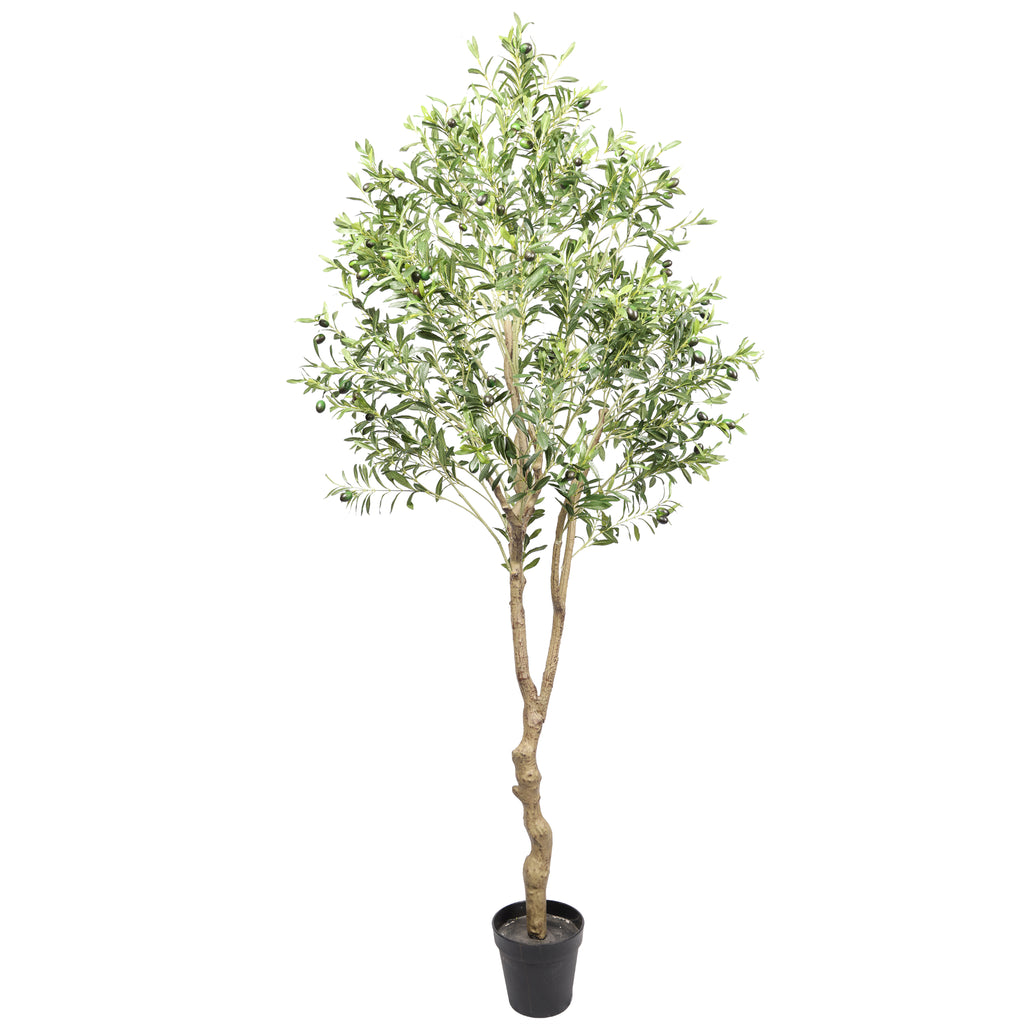 Olivo premium 210 cm FILTRO UV