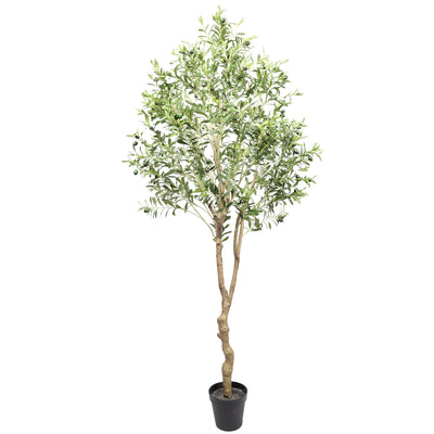 Olivo premium 210 cm FILTRO UV